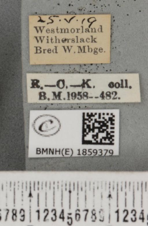 Pseudopanthera macularia ab. parvipunctaria Cockayne, 1950 - BMNHE_1859379_label_429735