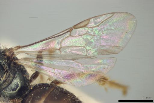 Halictus exiguus Smith, F., 1879 - Halictus_exiguus-NHMUK010265368-type-female-right_wings-dorsal-3_2x
