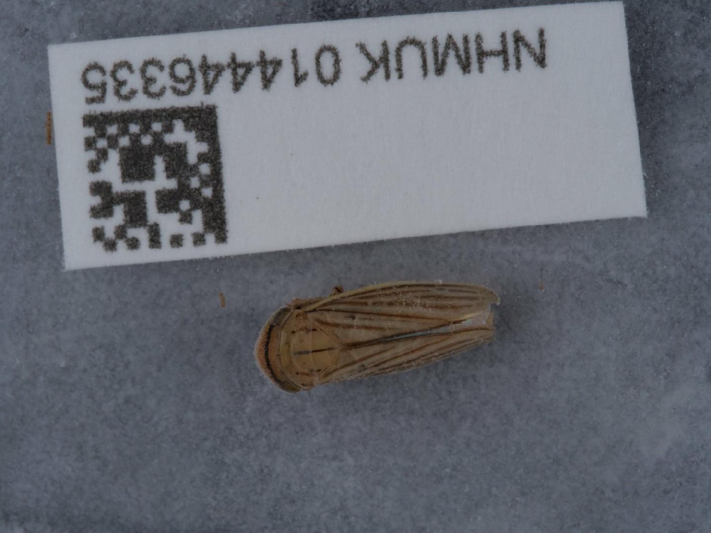 Athysanus argentarius