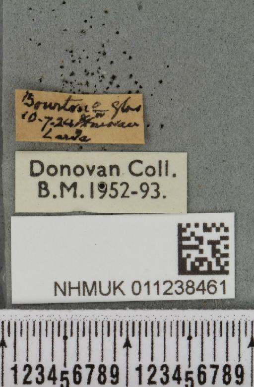 Brachylomia viminalis (Fabricius, 1777) - NHMUK_011238461_label_639147