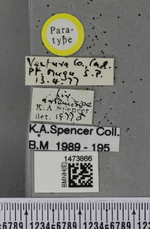 Liriomyza artemisiae Spencer, 1981 - BMNHE_1473866_label_48997