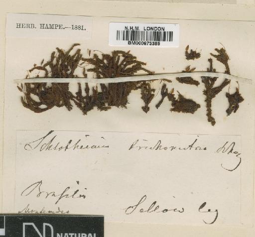 Schlotheimia trichomitria Schwägr. - BM000873385