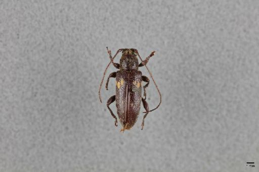 Hestimoides trigeminatus (Pascoe, 1867) - 014663267_dorsal_habitus