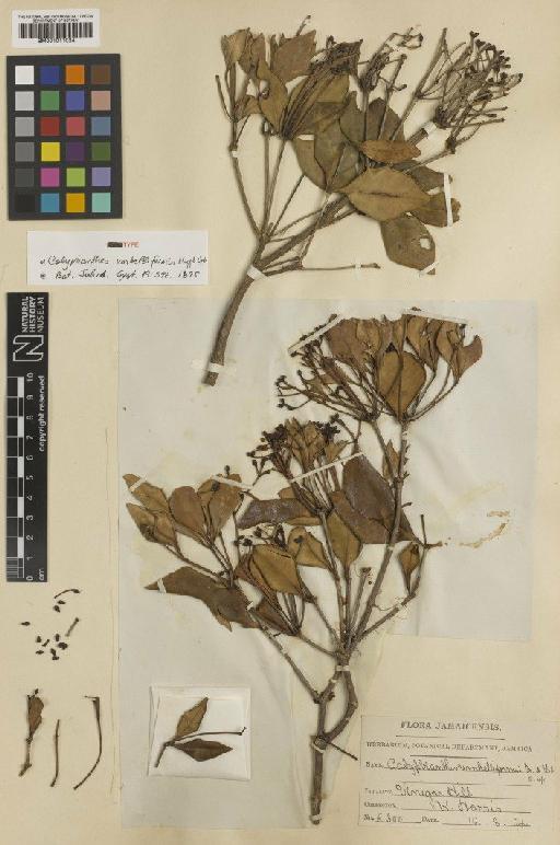 Calyptranthes umbelliformis Krug & Urb. - BM001011024