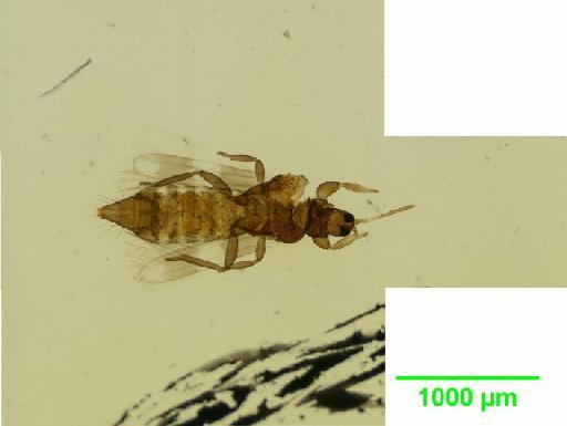 Aeolothrips clavicornis Bagnall, 1934 - 010153153__2015_11_11_s1