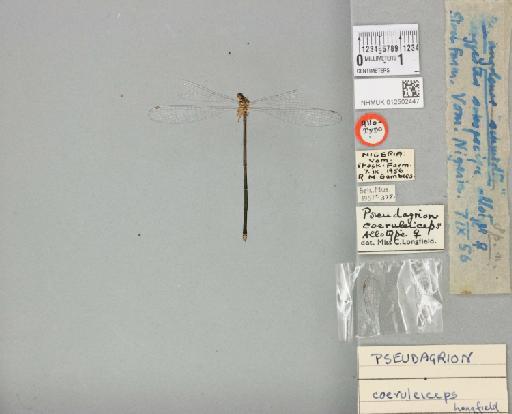 Pseudagrion coeruleiceps Longfield, 1959 - 012502447_dorsal
