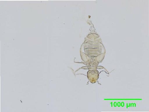 Liposcelis virgulatus Pearman, 1929 - 010150987__2016_03_17