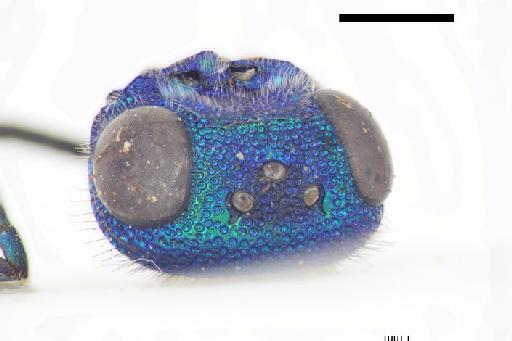 Chrysis volatilis Smith, F., 1874 - Chrysis_volatilis-BMNH(E)#970874_type-vertex_dorsal-3_2X