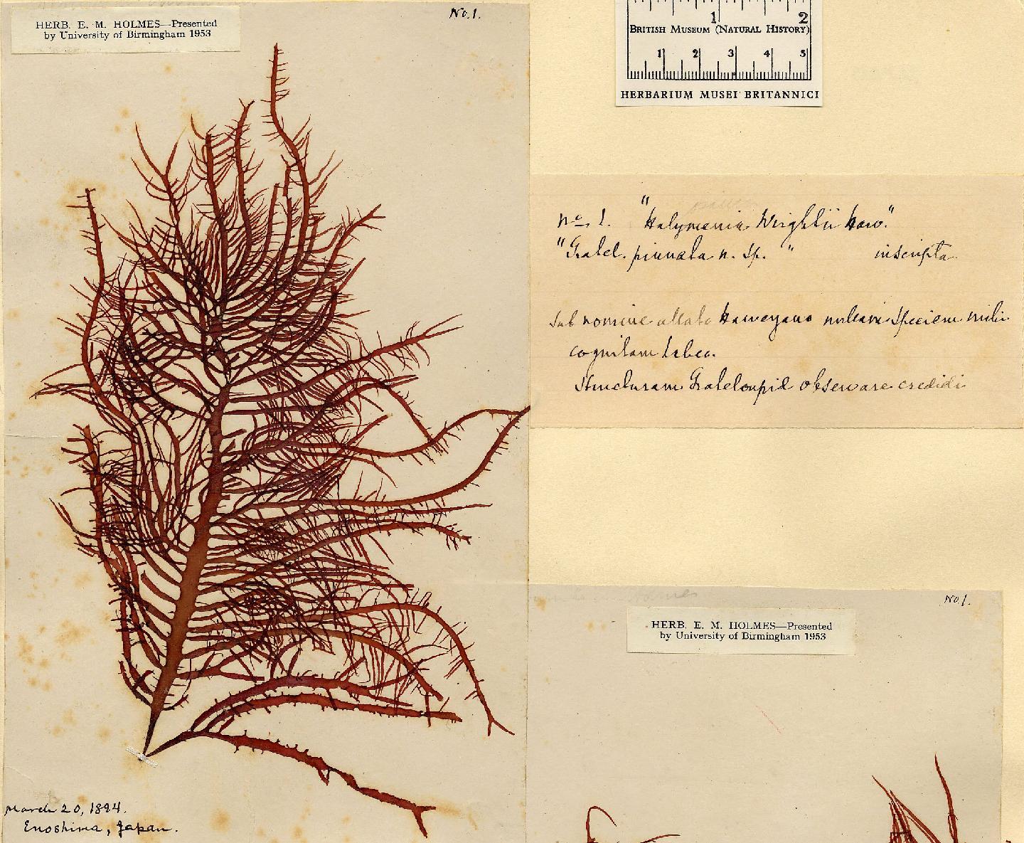 To NHMUK collection (Grateloupia asiatica Kawaguchi & Wang; NHMUK:ecatalogue:4857600)