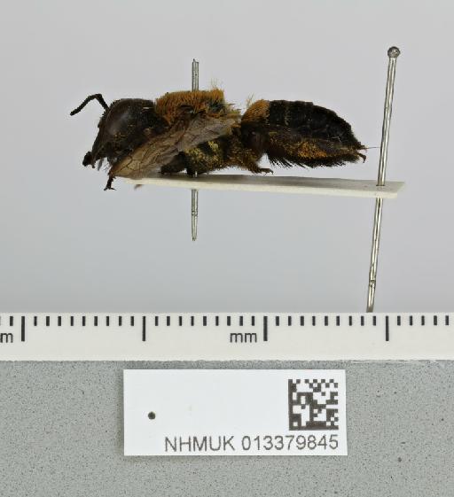 Megachile monticola Smith, F., 1853 - 013379845__-