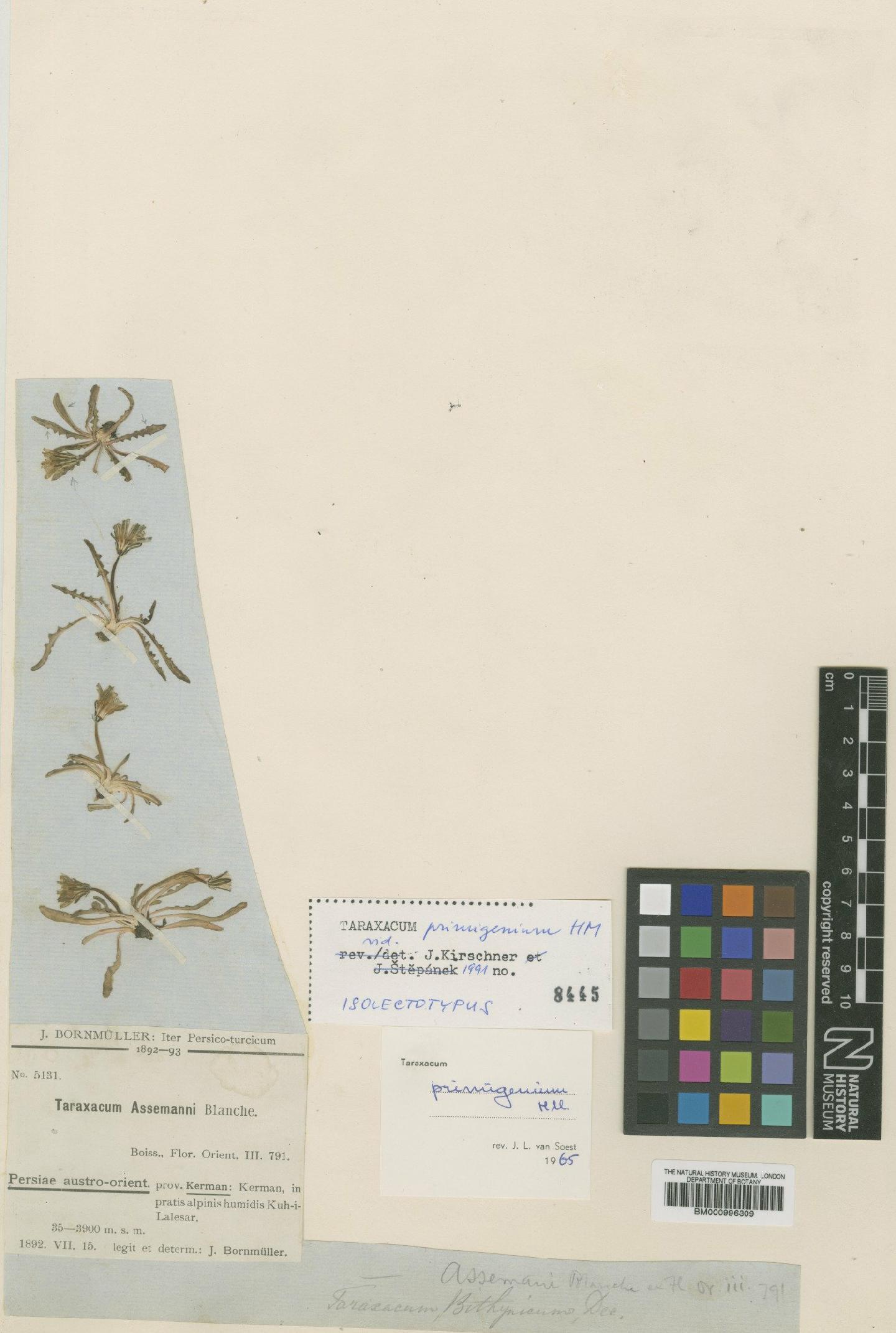 To NHMUK collection (Taraxacum primigenium Hand.-Mazz.; Type; NHMUK:ecatalogue:481749)