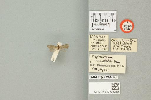 Diplectrona maculata Kimmins, 1955 - 013323385_175599_1746571