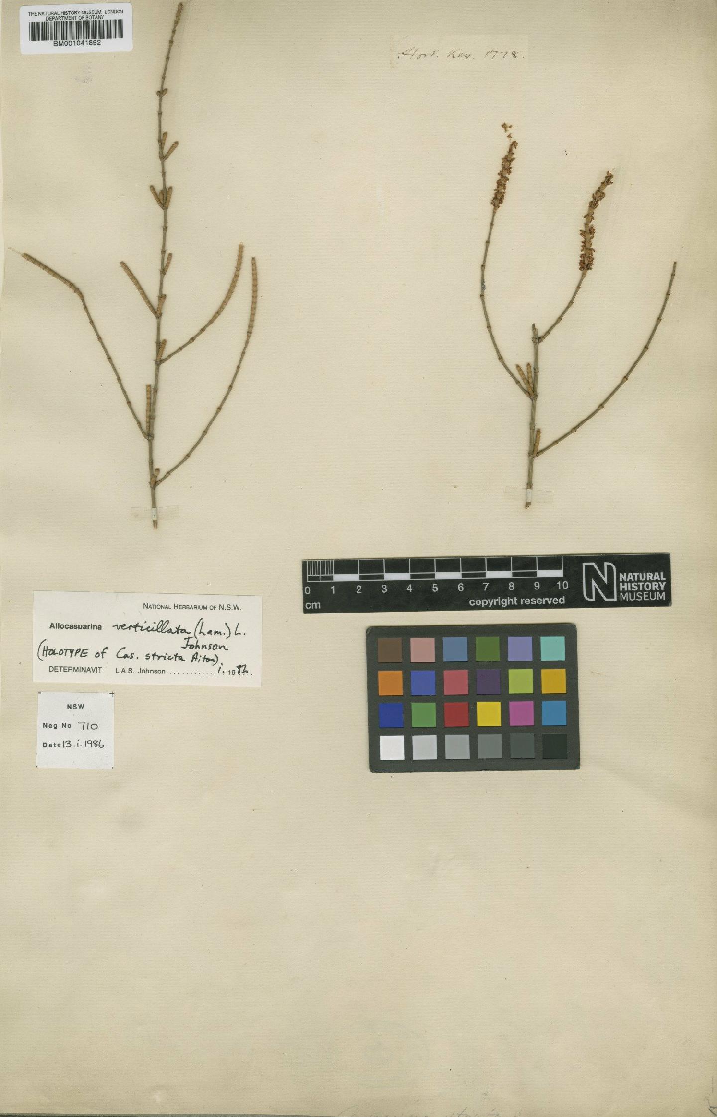 To NHMUK collection (Casuarina L.; Holotype; NHMUK:ecatalogue:1987972)