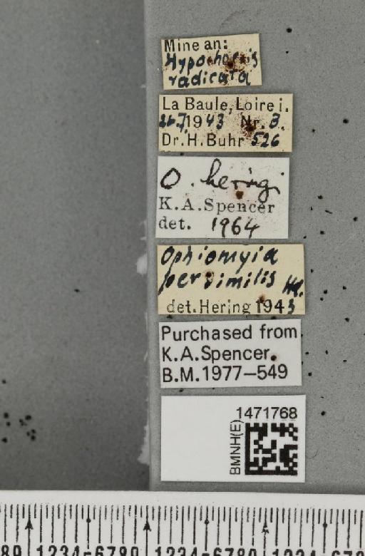 Ophiomyia heringi Stary, 1930 - BMNHE_1471768_label_47430