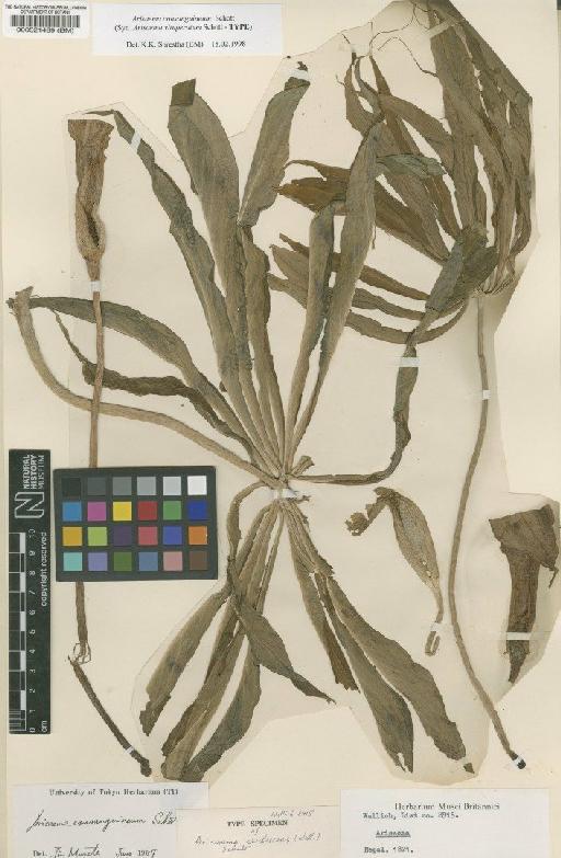 Arisaema consanguineum Schott - BM000521489