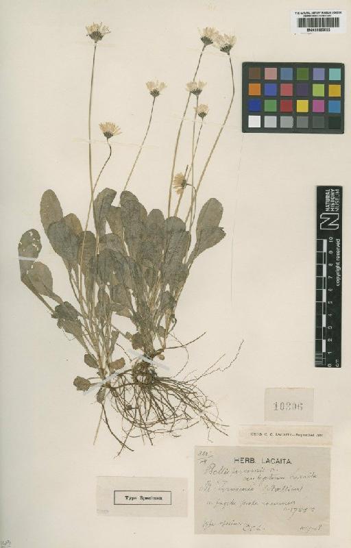 Bellis perennis L. - BM000823922