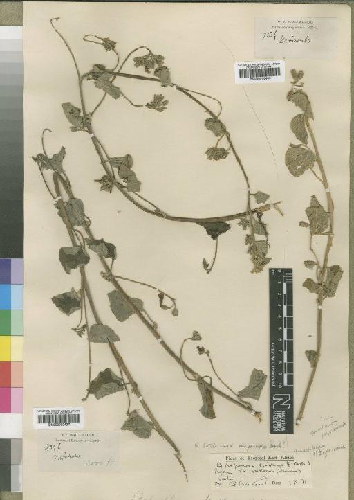 Ipomoea malvacea var. volkensii (Dammer) J.R.I.Wood & Scotland - BM000930487