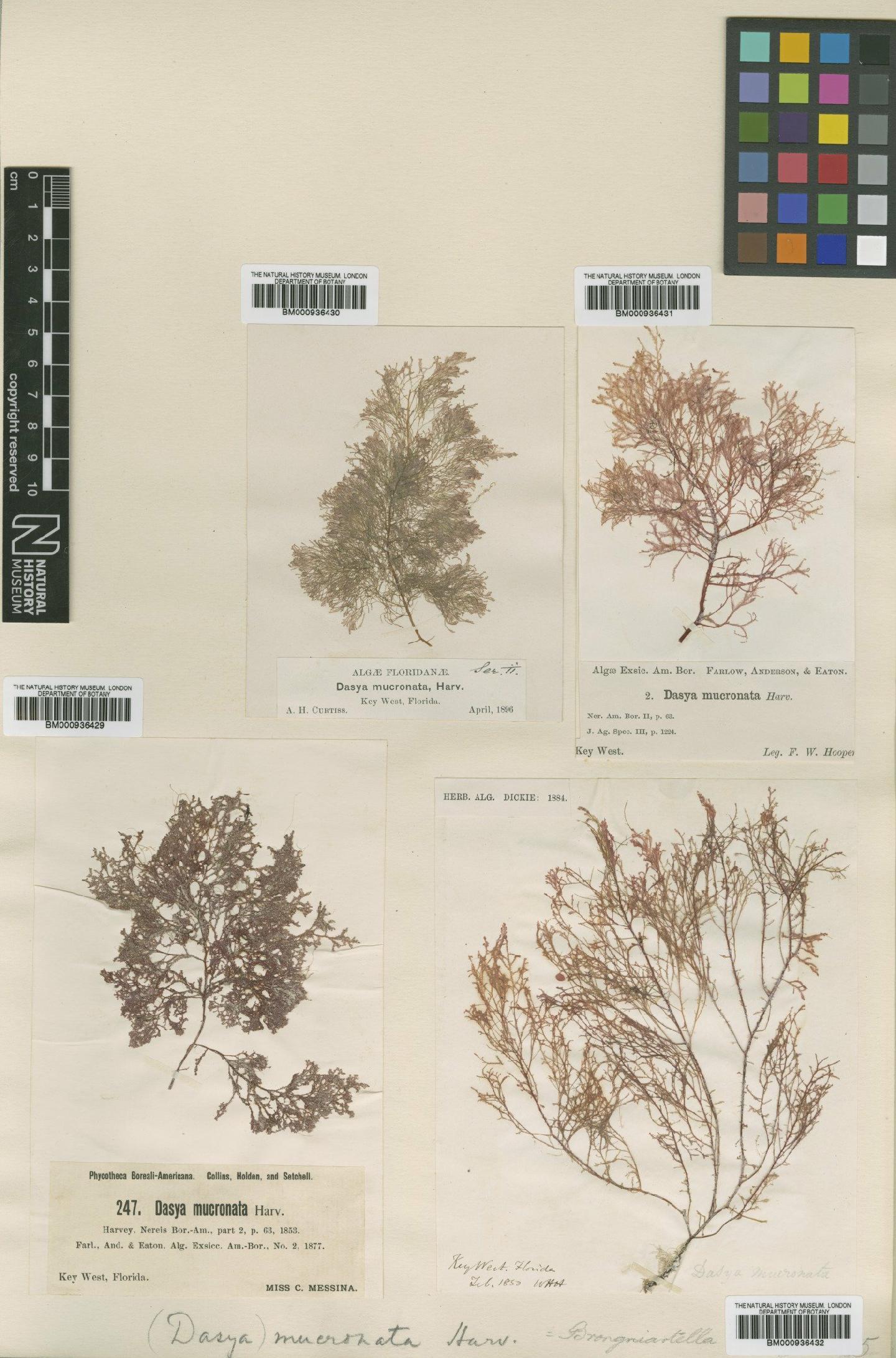 To NHMUK collection (Micropeuce mucronata (Harvey) Okamura ex Kylin; Syntype; NHMUK:ecatalogue:440416)