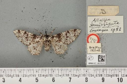 Biston betularia ab. semivirgata Cockayne, 1953 - BMNHE_1839159_a_412892