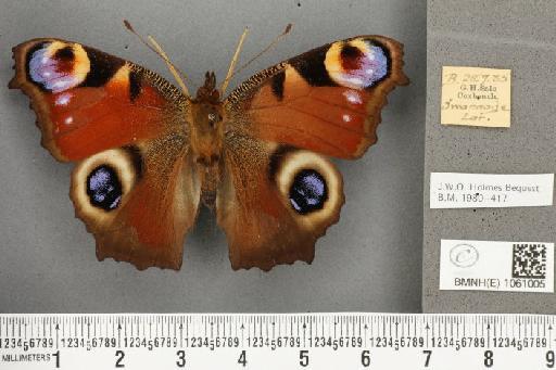 Aglais io (Linnaeus, 1758) - BMNHE_1061005_21554