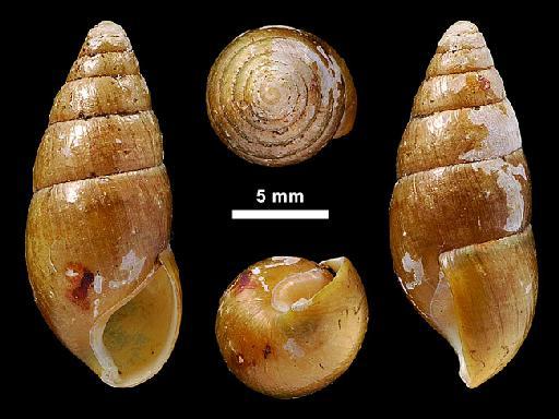 Glessula subinornata minor Bedd., 1906 - 1912.4.16.725, LECTOTYPE & PARALECTOTYPES, Glessula subinornata minor Beddome, 1906