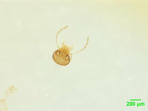 Scaphidiinae Latreille, 1806 - 010189092___2