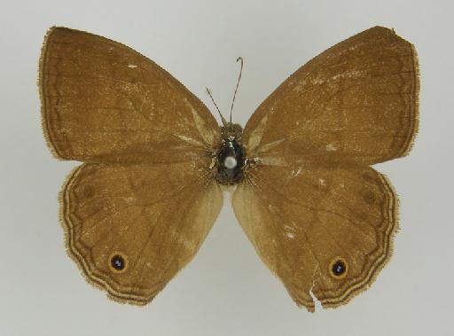 Euptychia affinis Butler, 1867 - BMNH(E)_1204754_Yphthimoides_(Euptychia)_affinis_Butler_T_female_ (2)