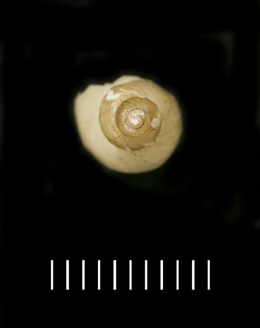 Lymnaea diaphana King, 1830 - 1950.5.16.1, SYNTYPE, Lymnaea diaphana King, 1830