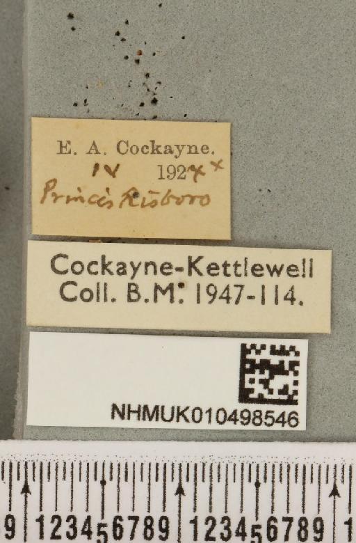 Colocasia coryli (Linnaeus, 1758) - NHMUK_010498546_label_556378