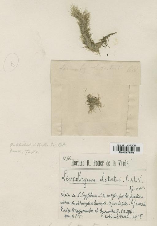 Leucobryum letestui de la Varde - BM000878109