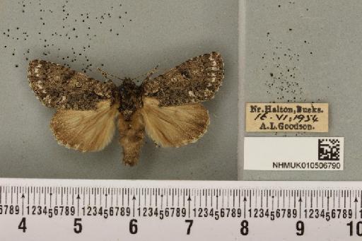 Acronicta rumicis (Linnaeus, 1758) - NHMUK_010506790_564428