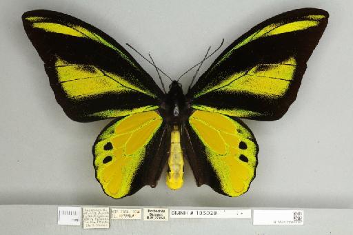Ornithoptera chimaera chimaera Rothschild, 1904 - 013605197__