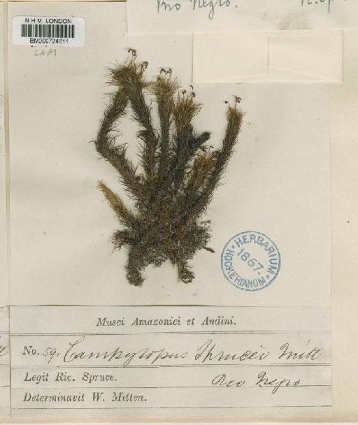 Campylopus savannarum (Müll.Hal.) Mitt. - BM000724811