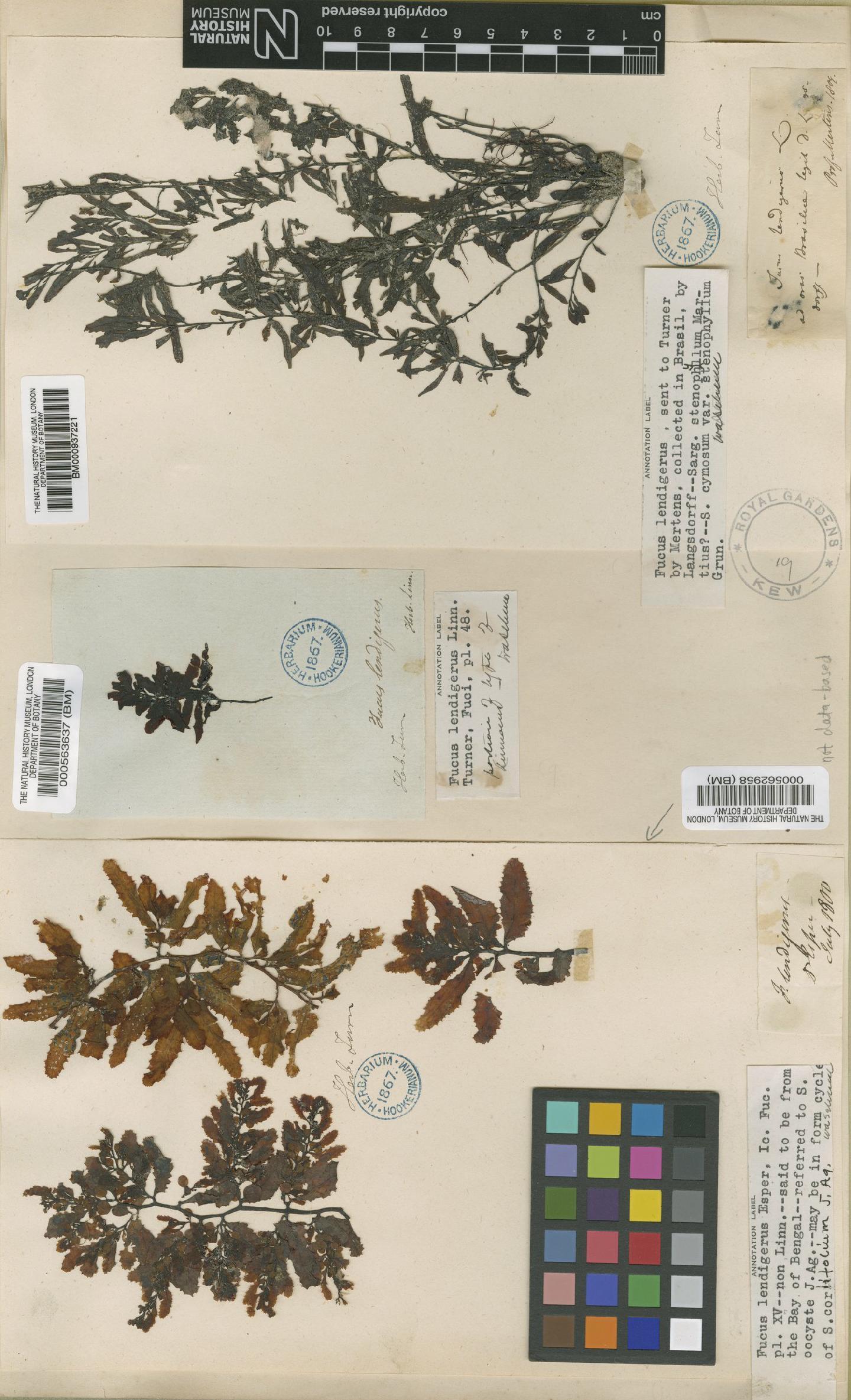 To NHMUK collection (Sargassum lendigerum (L.) Agardh; Type; NHMUK:ecatalogue:4719717)