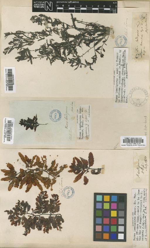 Sargassum lendigerum (L.) Agardh - BM000563637