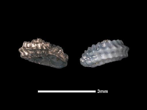 Cyclostrema micans A. Adams, 1850 - 1968817a