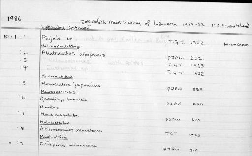 Photonectes albipennis Döderlein, 1882 - Zoology Accessions Register: Fishes: 1986 - 1994: page 23A