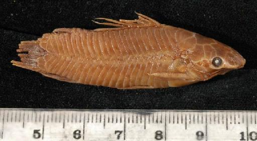 Callichthys pectoralis Boulenger, 1895 - 1895.5.17.57-61e; Callichthys pectoralis; lateral view; ACSI Project image