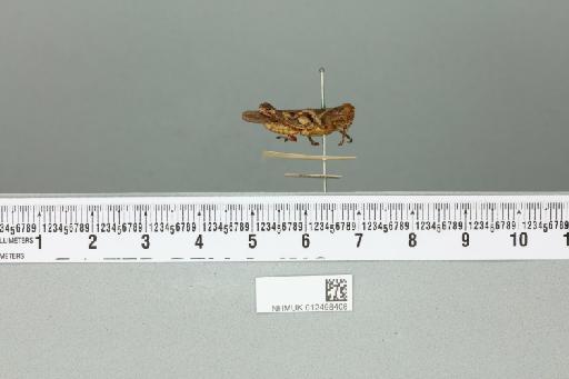 Xenocatantops humilis brachycerus (Willemse, 1932) - 012498408_reverse