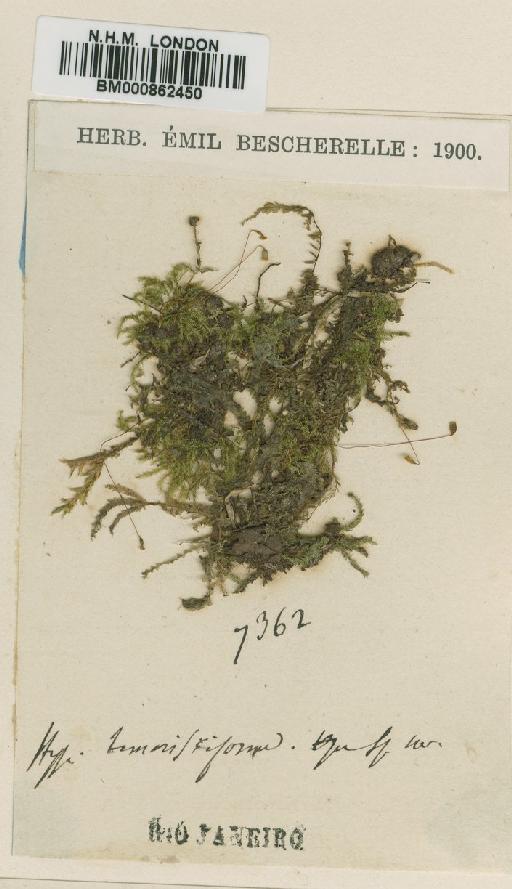 Mittenothamnium tamarisciforme (Hampe) Cardot - BM000862450