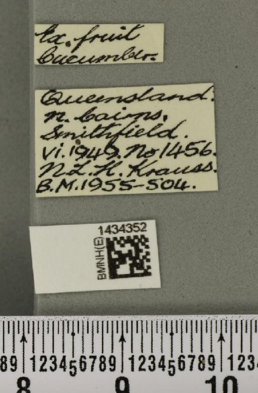 Bactrocera (Austrodacus) cucumis (French, 1907) - BMNHE_1434352_label_28373