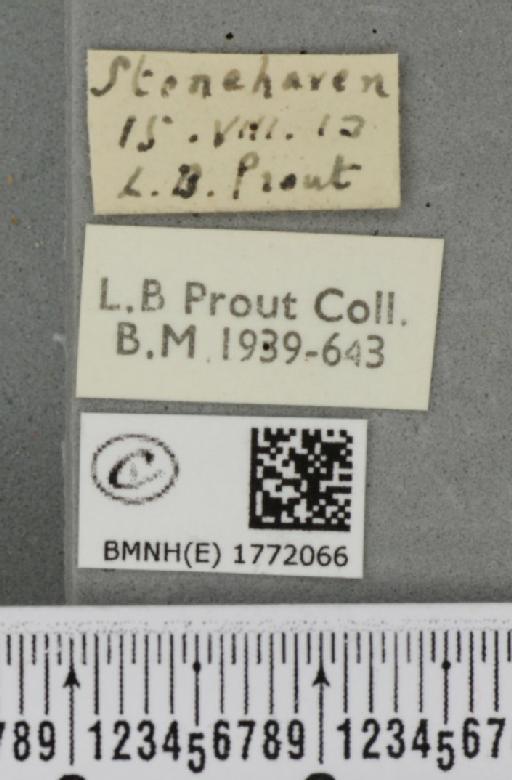 Dysstroma citrata citrata ab. strigulata Fabricius, 1794 - BMNHE_1772066_label_352374