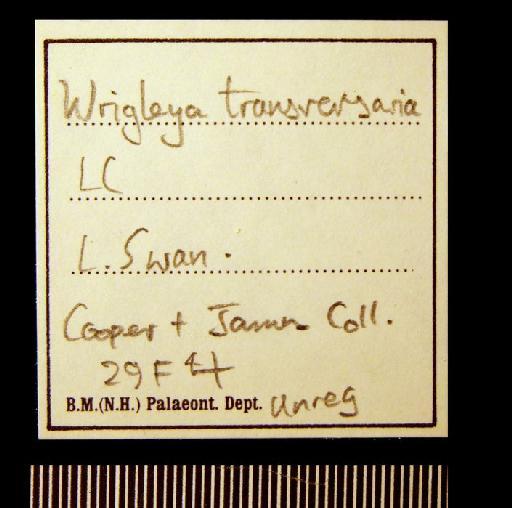 Wrigleya transversaria (Wrigley, 1925) - TG 1099. Wrigleya transversaria (label-2)