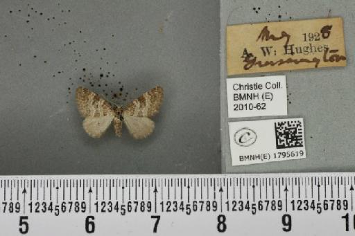 Perizoma minorata ericetata (Stephens, 1831) - BMNHE_1795619_371712