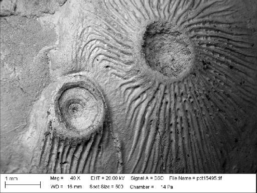 PI BZ 3923 - Cryptostome holdfasts