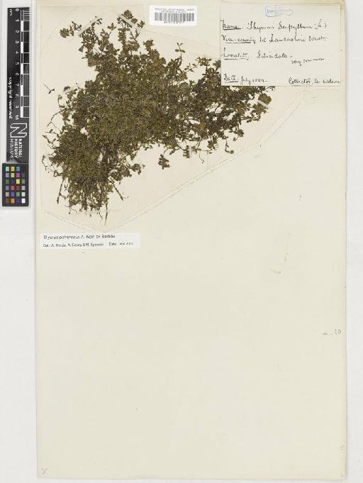 Thymus polytrichus subsp. britannicus (Ronniger) Kerguélen - BM001037017