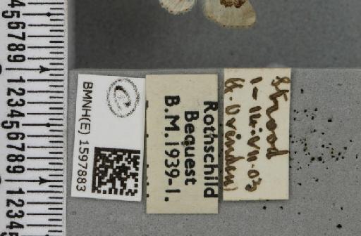 Idaea rusticata (Denis & Schiffermüller, 1775) - BMNHE_1597883_label_261702