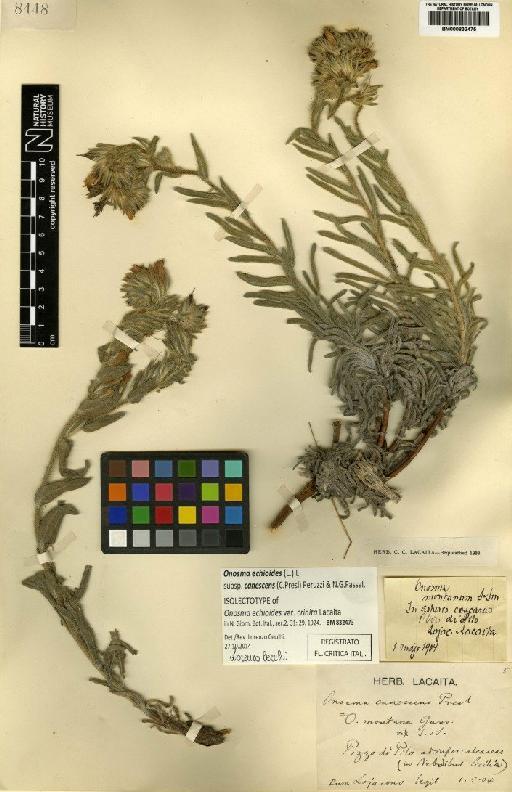 Onosma echioides L. - BM000832475