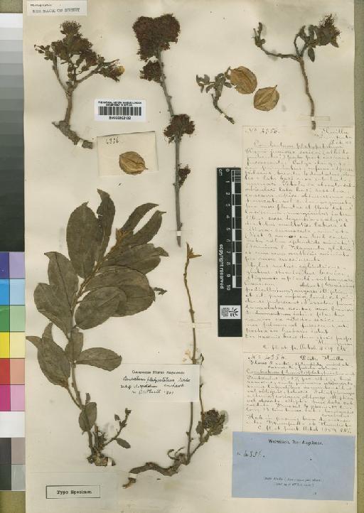 Combretum platypetalum - BM000902132