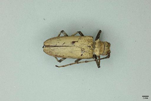 Rosenbergia bismarkiana Kriesche, 1920 - 014095846_Dorsal